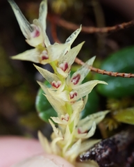 Bulbophyllum nutans