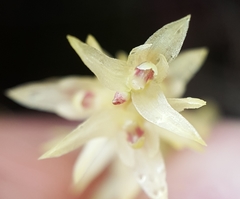 Bulbophyllum nutans