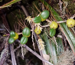 Bulbophyllum nutans