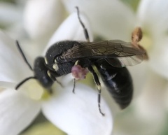 Hylaeus