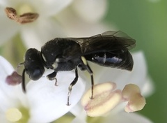 Hylaeus