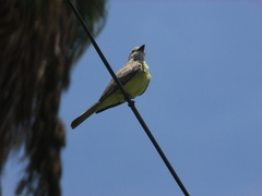 Tyrannus melancholicus