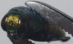 Eurythyrea aurata