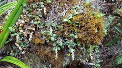 Bulbophyllum nutans