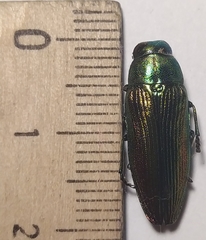 Eurythyrea aurata