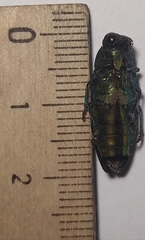 Eurythyrea aurata