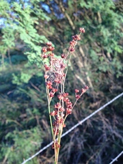 Juncus marginatus