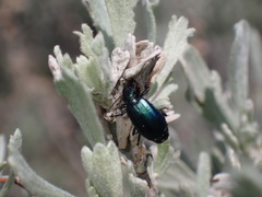 Chrysochus cobaltinus
