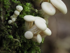 Pleurotus cornucopiae