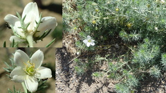 Peganum nigellastrum