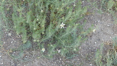 Peganum nigellastrum