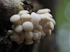 Pleurotus cornucopiae