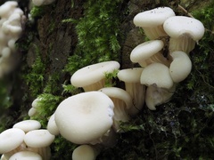 Pleurotus cornucopiae