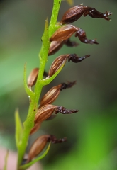 Benthamia nigrescens image