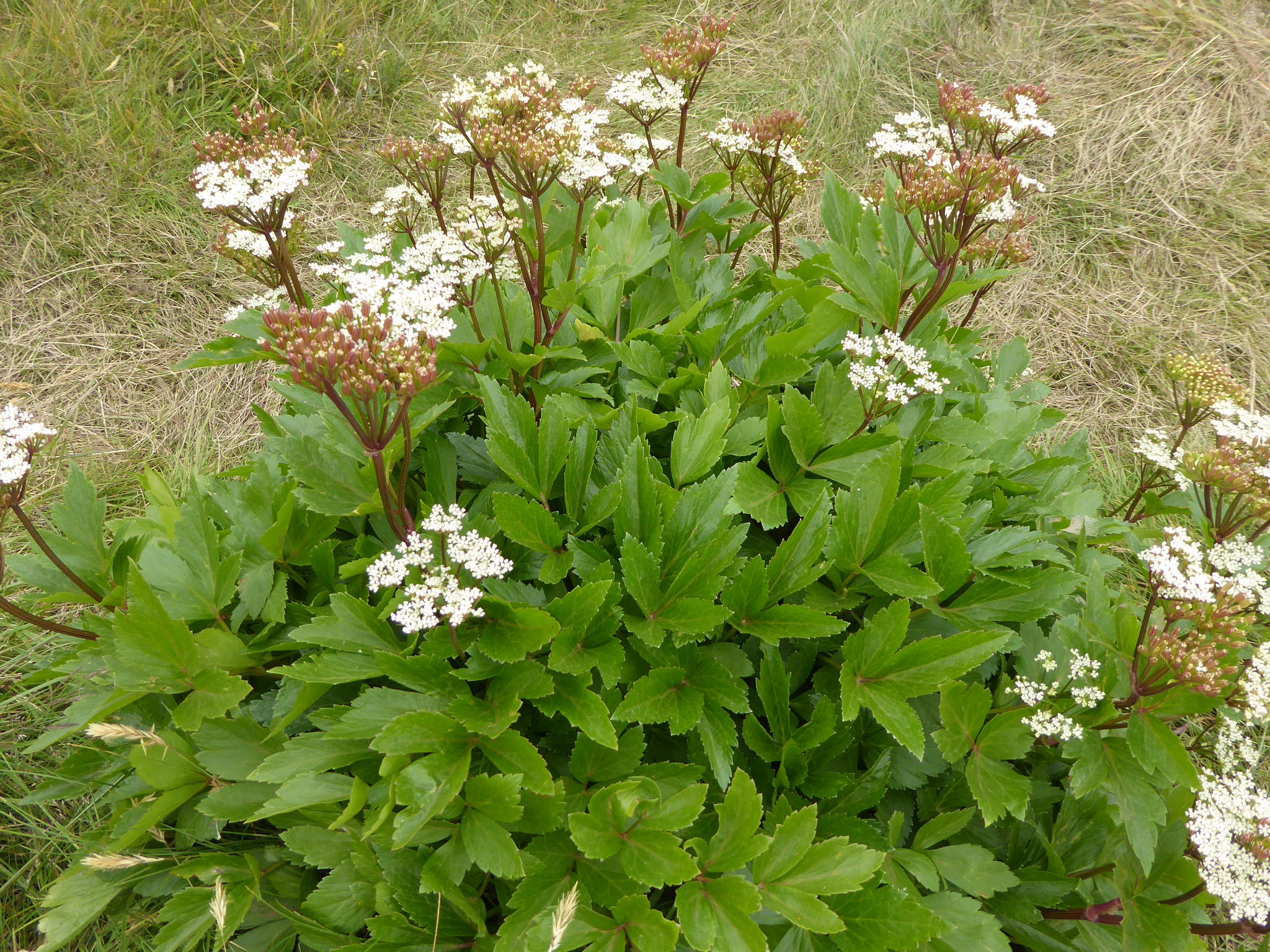 Ligusticum