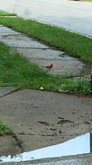 Cardinalis cardinalis