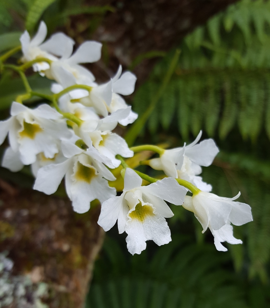 Beclardia macrostachya