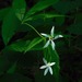 Gillenia trifoliata - Photo (c) Michael J. Papay, algunos derechos reservados (CC BY), subido por Michael J. Papay