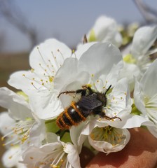 Dasyscolia ciliata
