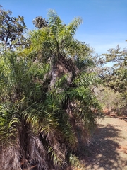 Syagrus flexuosa