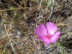 Clarkia rubicunda