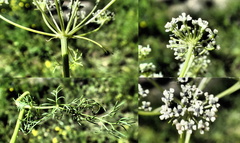 Peucedanum vaginatum