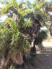 Syagrus flexuosa