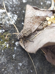 Brachycerus muricatus