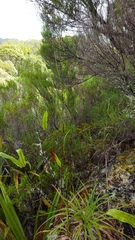 Costularia melicoides