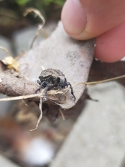 Brachycerus muricatus