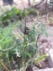 Brachycerus muricatus