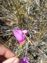 Clarkia rubicunda