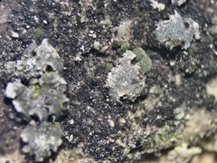 Acarospora moenium