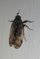 Melanoliarus placitus