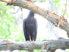Buteo albonotatus