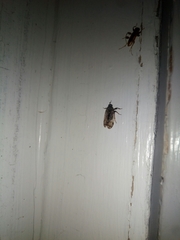 Melanoliarus placitus