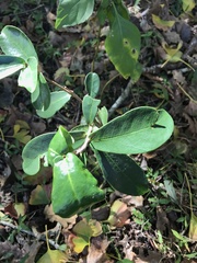 Daphnopsis racemosa
