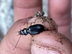 Nebria eschscholtzii