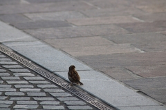 Passer domesticus