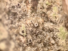 Bagliettoa calciseda