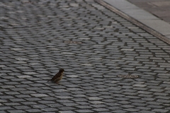 Passer domesticus