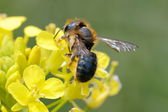Osmia