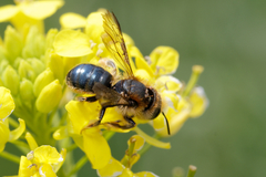 Osmia