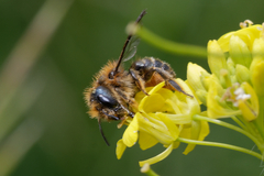 Osmia