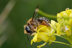 Osmia