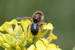 Osmia
