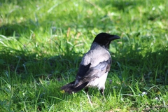 Corvus cornix