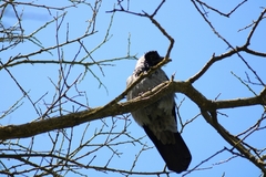 Corvus cornix