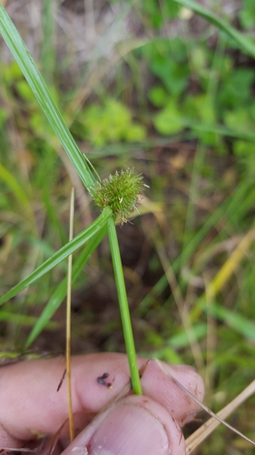 Kyllinga brevifolia var. brevifolia image