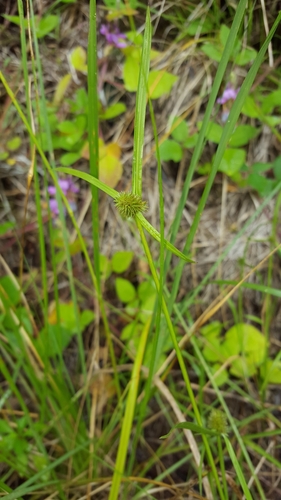 Kyllinga brevifolia image